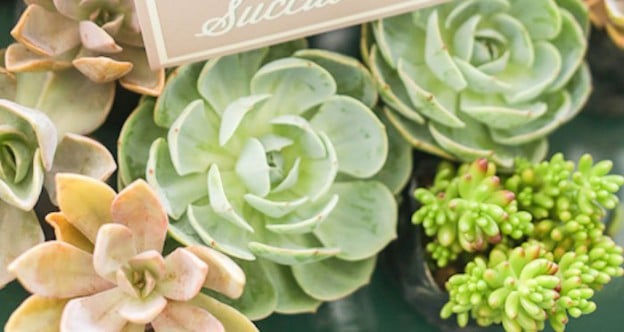 Succulents from a Vintage Hipster Pop Up Flower Shop Party via Kara's Party Ideas | KarasPartyIdeas.com (3)