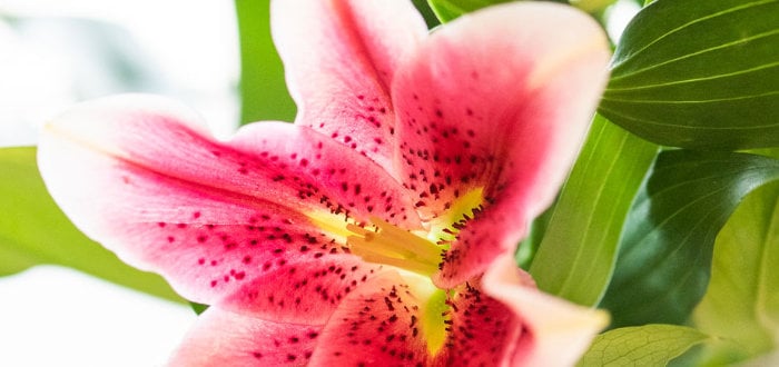 Tropical Flamingo Baptism Party on Kara's Party Ideas | KarasPartyIdeas.com