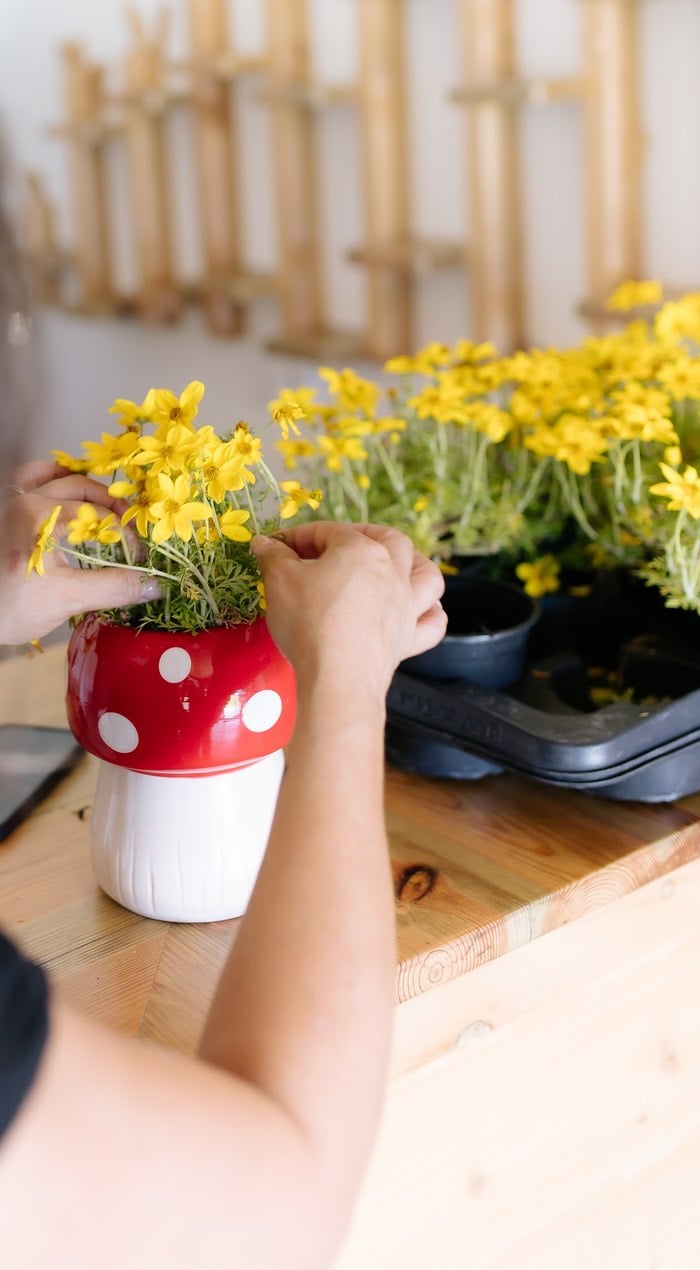 Yellow daisies arranged in a red and white mushroom vase