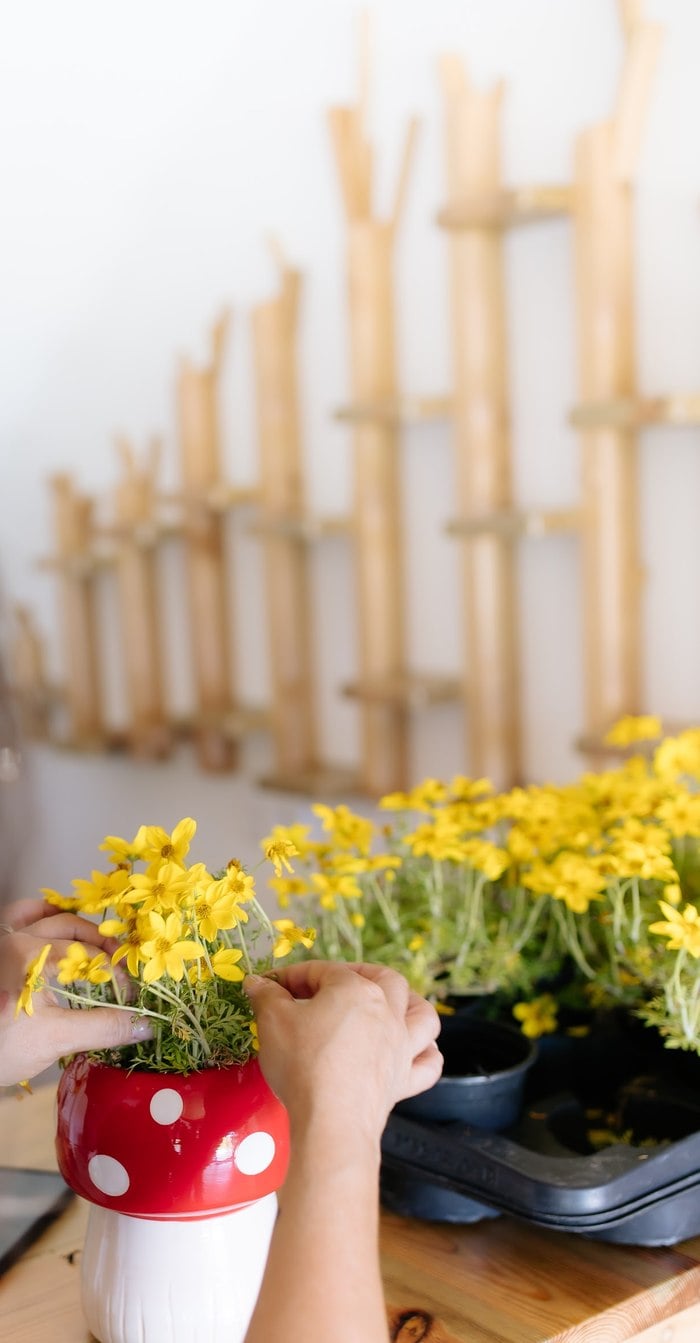 Yellow daisies prepared for whimsical mushroom centerpieces